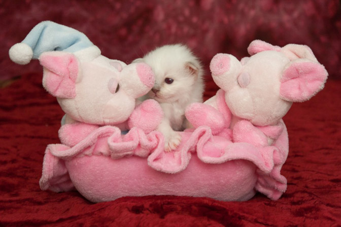 chatons Sacré de Birmanie 