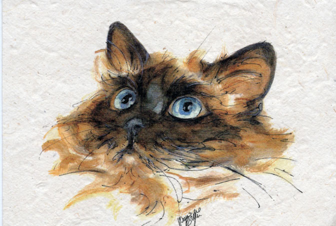 birman-dessin