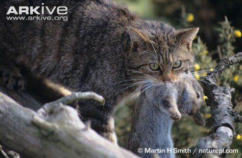 European-wildcat-with-prey