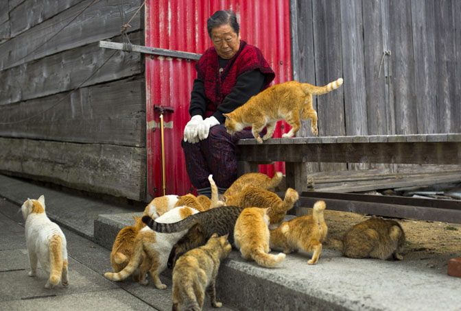 Cats surround a local woman on Aoshima Island in Ehime prefecture in southern Japan