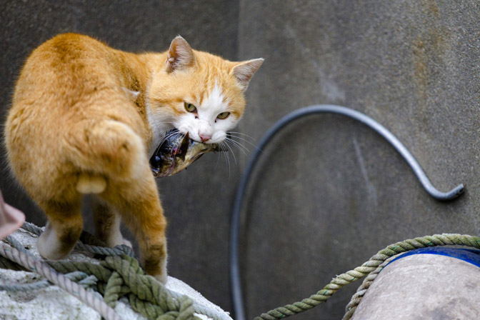 A cat carries a fish on Aoshima Island in Ehime prefecture in southern Japan