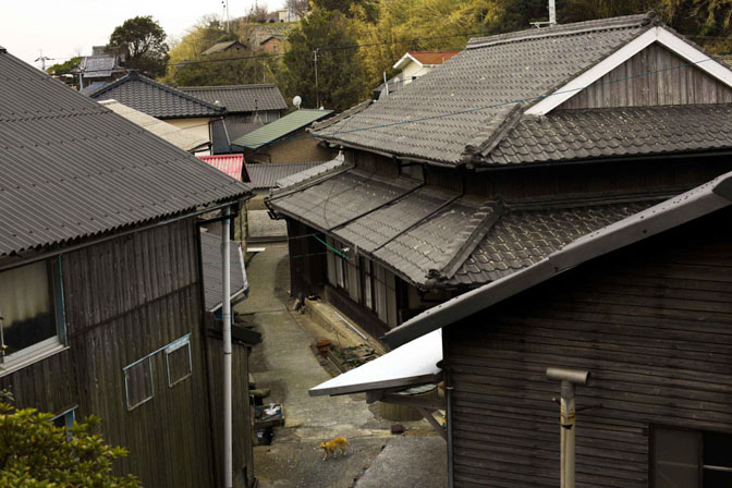 A cat struts along an alley on Aoshima Island in the Ehime prefecture in southern Japan