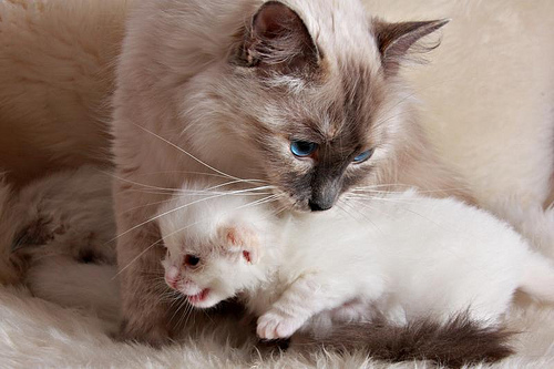 maman et son chaton 