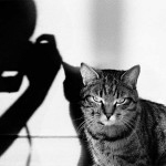 Un chat tigré et l'ombre d'un photographe. Expo photo "Le chats et ses photographes"