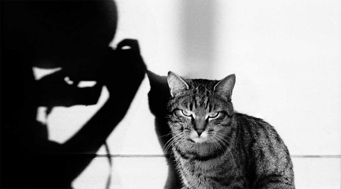 Un chat tigré et l'ombre d'un photographe. Expo photo "Le chats et ses photographes"