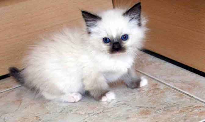 Ragdoll ou Sacré,