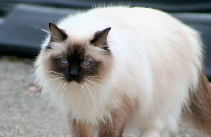 Ragdoll