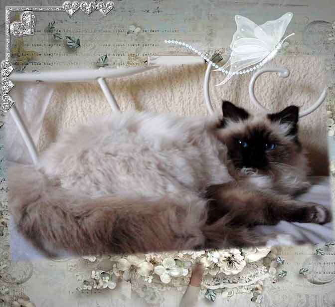 Guet-Apens, beau chat Sacré de Birmanie couleur seal point 