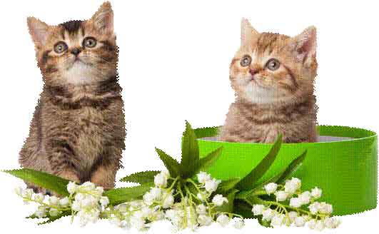 Plantes toxiques pour le chat