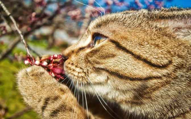 Plantes toxiques chat 