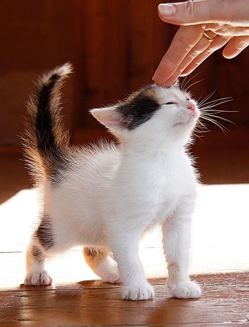 Comment caresser un chat 