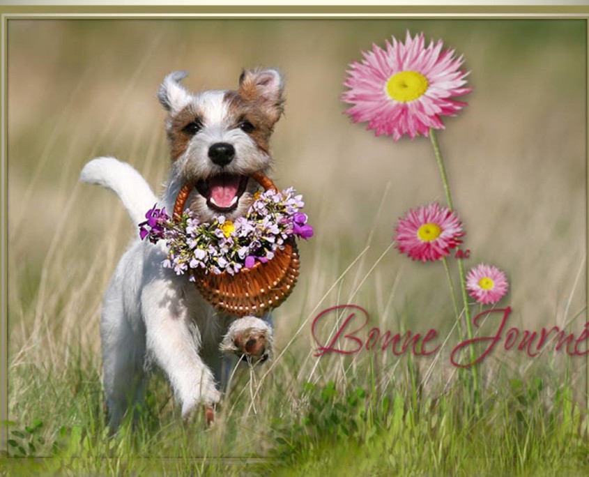 chien fleur