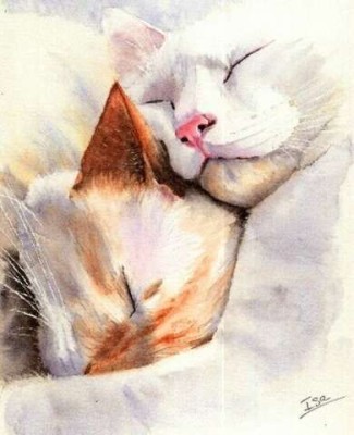 Le sommeil du chat et du chaton